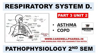 Unit 2  Asthma  COPD  Respiratory System  Part 3  Pathophysiology b pharm 2nd semester [upl. by Aitekram783]