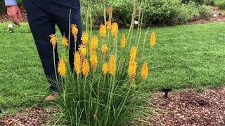 In the Garden with Dave Kniphofia [upl. by Otrebtuc]