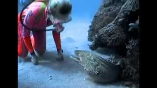 Valerie Taylor Befriends a Spotted Moray Eel [upl. by Leontine]