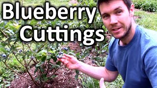 How to Root Blueberry Bushes from Cuttings  Propagating Softwood Cuttings of Blueberry Plants [upl. by Jordan829]