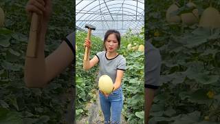 Sweet Delicious Melon Harvesting from Farm by Rural Farmer shorts satisfying youtubeshorts [upl. by Aiekam621]