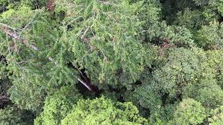 Tropical forest canopy crane [upl. by Nirraj]