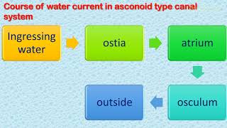 Grades of sponge structure Asconoid Syconoid and Leuconoid Sponges [upl. by Tanberg365]