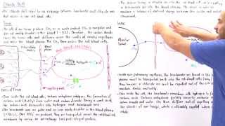 Chloride Shift in Red Blood Cells [upl. by Jabin592]