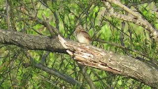 Eurasian Wrynecks song／アリスイの鳴き声 [upl. by Laszlo700]