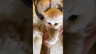 kitten foryou fyp viral cat [upl. by Mylo]