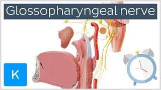 Glossopharyngeal Nerve Overview in 5 minutes  Human Anatomy  Kenhub [upl. by Amand295]