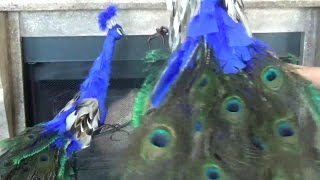 How to make a peacock [upl. by Nnail724]