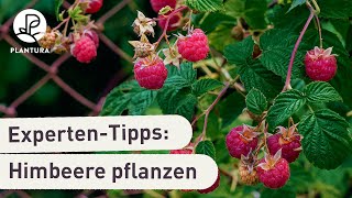 Himbeeren pflanzen So klappt’s Anleitung [upl. by Nayr]