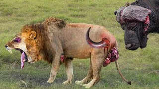 Shocking Moments When Painful Lions Are Attacked And Tortured By Africas Deadliest Preys [upl. by Welsh]