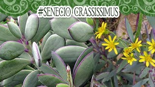 Suculentadodia  Senecio Crassissimus [upl. by Hsatan]