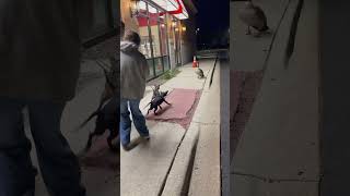 Geese at Oberweis dog puppy entertainment [upl. by Eustache241]