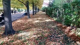 Sunny autumn day in London autumn seasons sun parks trails birds rspb trees fall leaves [upl. by Sel]