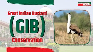 Great Indian Bustard GIB Conservation Efforts  Panel Formed for Conservation Measures [upl. by Mamoun659]