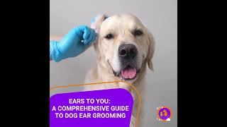 Dog grooming ear wax [upl. by Cris]