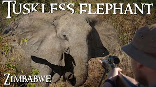 Tuskless Elephant Hunt in Zimbabwe [upl. by Solomon]