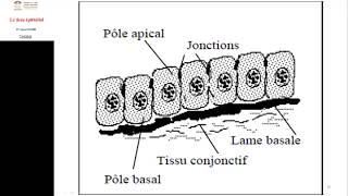 FMPM MOOCs  Le tissu épithélial  Pr A Fakhri [upl. by Hachmann]