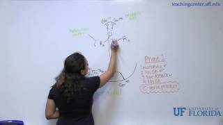 Chymotrypsin Mechanism [upl. by Akinal]