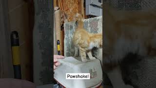 Pawshake  Finger Shake cutekittenvideos kittyantics cutekitty [upl. by Nazar]