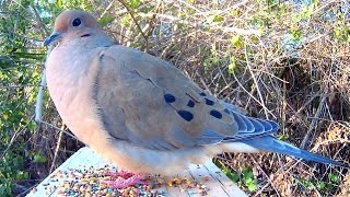 Mourning Dove Song Coo Call Sounds  Amazing CloseUp [upl. by Niram]