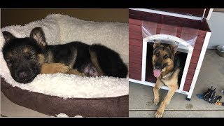 GERMAN SHEPHERD PUPPY TO FULL GROWN [upl. by Hembree831]