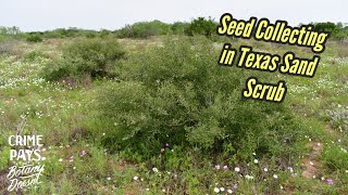 Seed Collecting in Texas Sand Scrub amp Bowel Movement Commentary [upl. by Anazraf]