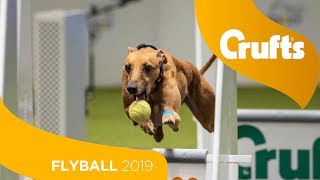 Flyball  Team Final  Crufts 2019 [upl. by Earahc]