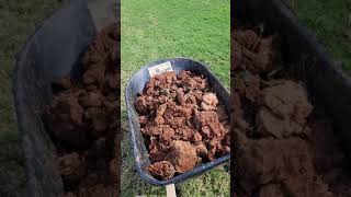 Red Clay Soil Planting Tuscarora Crape Myrtle planting in clay soil Amending Clay Soil [upl. by Beilul]