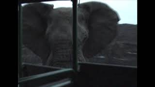 Elephant attacking a Safari Vehicle [upl. by Ula]