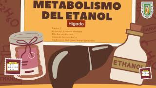 Metabolismo del Etanol [upl. by Arrat]