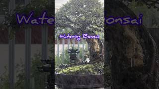 Watering Bonsai [upl. by Baynebridge]