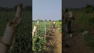 insecticide spraying in tomato 🍅🍅 [upl. by Lardner]