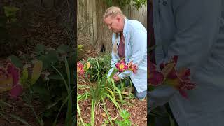 How to Deadhead Daylilies [upl. by Robbins470]