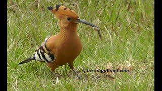 African Hoope Eating Worms on Birding Planet HD [upl. by Fredrick767]