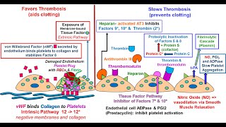 Endothelial Function in Hemostasis [upl. by Notffilc382]