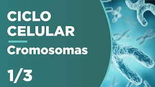 CROMOSOMAS Estructura clasificación y función CICLO CELULAR 13 [upl. by Ethbinium]