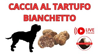 Tartufo Bianchetto e DOVE TROVARLO [upl. by Lalita]