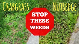 How To Get Rid Of Crabgrass and Nutsedge In Your Lawn [upl. by Nedra]