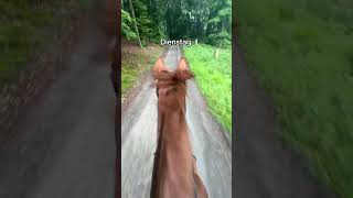 Zeit Das kennen Reiter nicht 😂 rider horse equestrian horsesofyoutube marinaschuster [upl. by Airalednac]