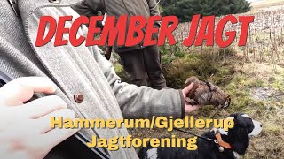 December jagt i Jagtforening [upl. by Lilybelle]