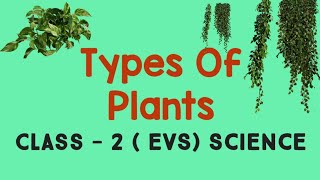 Types of Plants  Grade  II  CBSE [upl. by Annovahs]