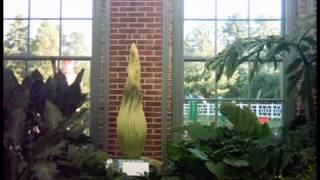 Titan Arum Corpse Flower Time Lapse [upl. by Morrie637]