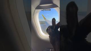 HighFlying Bunnies vs Airborne Tantrums A Planes Pawsitively Wild Journey rabbit relatable [upl. by Llevram197]