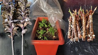 From Cuttings to Flourishing Plants Soil Propagation Mastery with Cordyline [upl. by Daveta439]