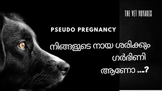 Pseudopregnancy in dogs TheVetvoyages falsepregnancy [upl. by Anelahs]