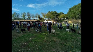 FestiDog 1  Fête du Chien et de la Nature 2022 [upl. by Ddart]