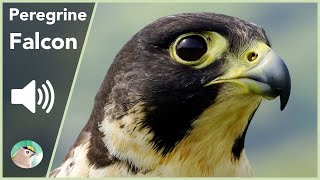 Peregrine Falcon  Sounds [upl. by Sitsuj]