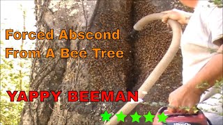 Forced Abscond From a Bee Tree Video Tutorial [upl. by Naujed]