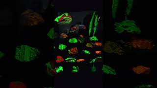 Minerals That Glow in the Dark at The Smithsonian National Museum of Natural History shorts [upl. by Cornelie]