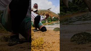 Incredible Tarpon Catch on Light Gear  Beach Fishing Adventure in Puerto Rico tarponfishing [upl. by Alexandr]